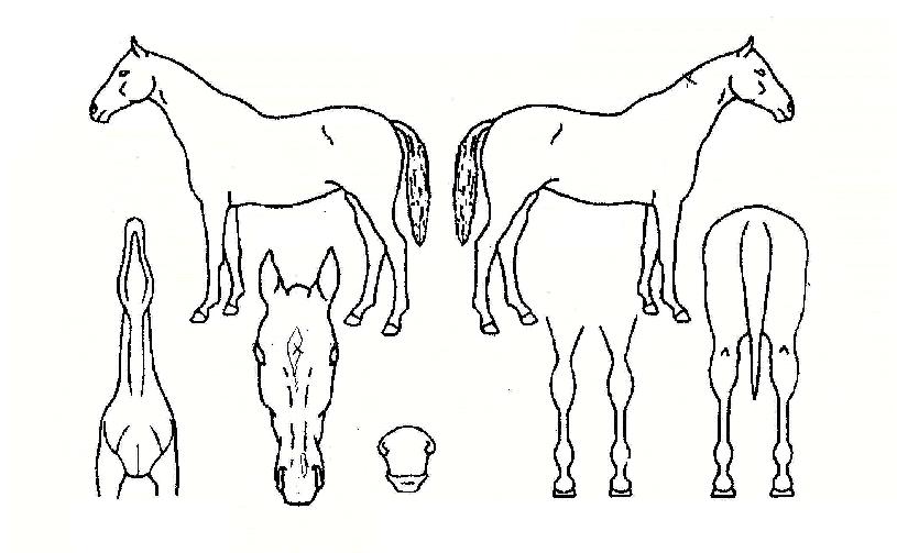 ´ÙÀ̾ÆÈ¦½ºÀÇ Ãø¸é,¿ì¸é,µÞ¸é,µÎ»ó,´Ù¸®ÀÇ Æ¯Â¡µµÇØ