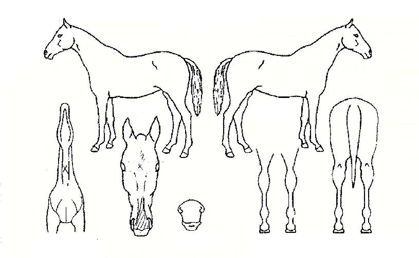 ¿¢¼³·±Æ®È¦½ºÀÇ Ãø¸é,¿ì¸é,µÞ¸é,µÎ»ó,´Ù¸®ÀÇ Æ¯Â¡µµÇØ