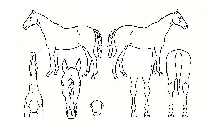 �ູ�ѹ̼��� ����,���,�޸�,�λ�,�ٸ��� Ư¡����