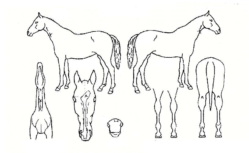 �޵鸰���ǵ��� ����,���,�޸�,�λ�,�ٸ��� Ư¡����