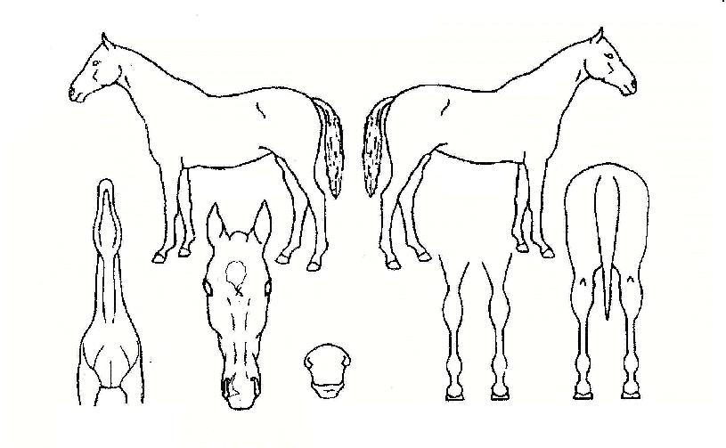 ¼º°øºê·£µåÀÇ Ãø¸é,¿ì¸é,µÞ¸é,µÎ»ó,´Ù¸®ÀÇ Æ¯Â¡µµÇØ