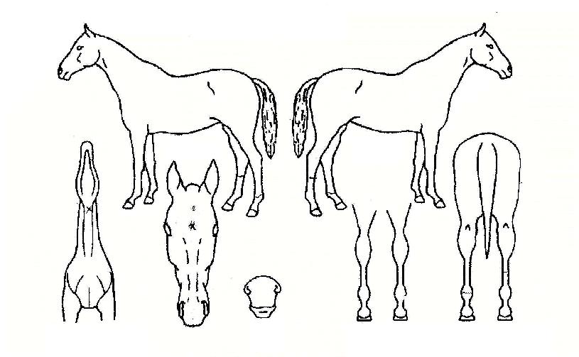 ¶ó¿ÂÁª½ºÀÇ Ãø¸é,¿ì¸é,µÞ¸é,µÎ»ó,´Ù¸®ÀÇ Æ¯Â¡µµÇØ