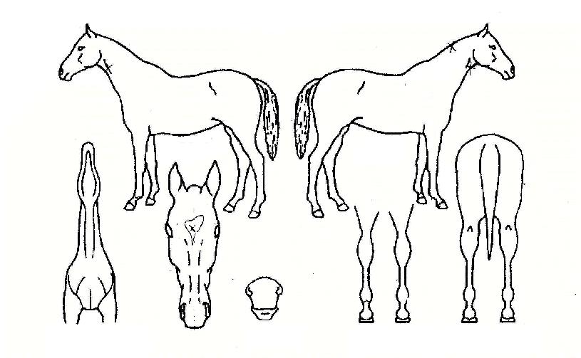 ¶ó¿Â¼±»þÀÎÀÇ Ãø¸é,¿ì¸é,µÞ¸é,µÎ»ó,´Ù¸®ÀÇ Æ¯Â¡µµÇØ