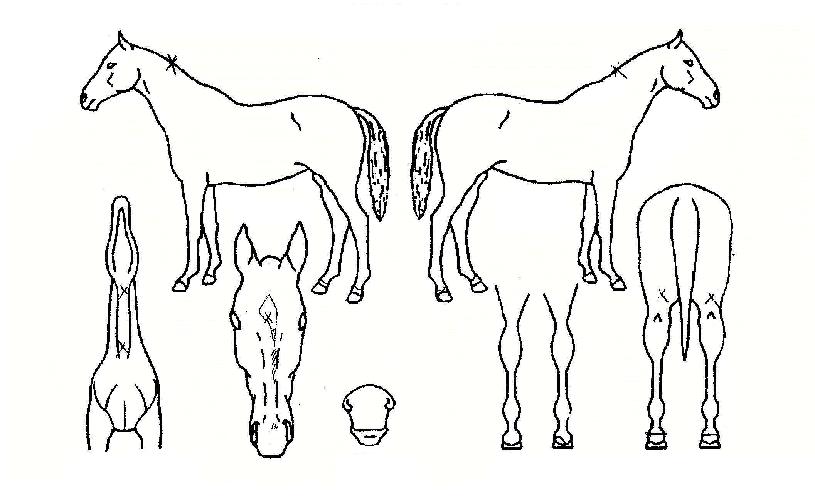 ¶ó¿Âè¹öÀÇ Ãø¸é,¿ì¸é,µÞ¸é,µÎ»ó,´Ù¸®ÀÇ Æ¯Â¡µµÇØ