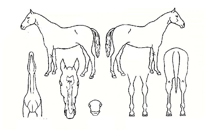 õÁö¿©ÀåºÎÀÇ Ãø¸é,¿ì¸é,µÞ¸é,µÎ»ó,´Ù¸®ÀÇ Æ¯Â¡µµÇØ