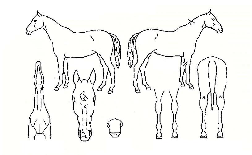 ��·ε��� ����,���,�޸�,�λ�,�ٸ��� Ư¡����