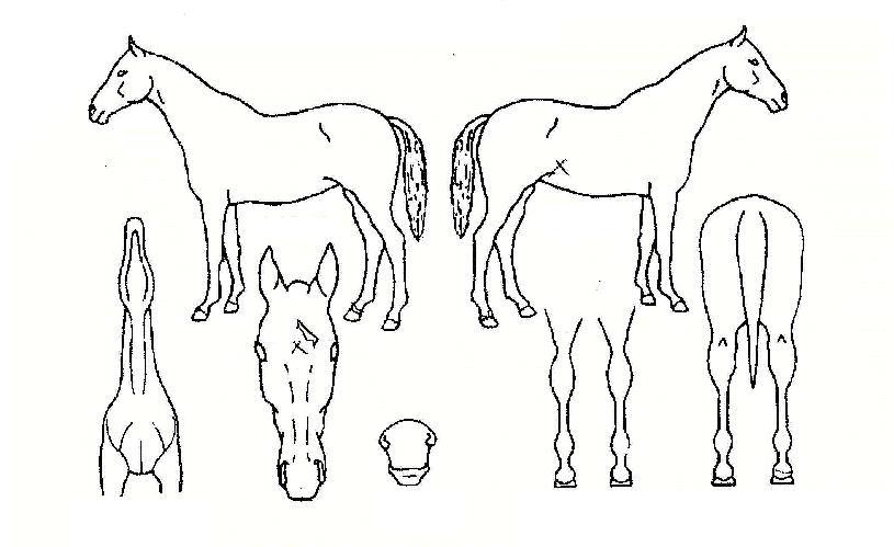 ����븶�ڸ��� ����,���,�޸�,�λ�,�ٸ��� Ư¡����