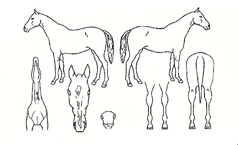 �������� ����,���,�޸�,�λ�,�ٸ��� Ư¡����