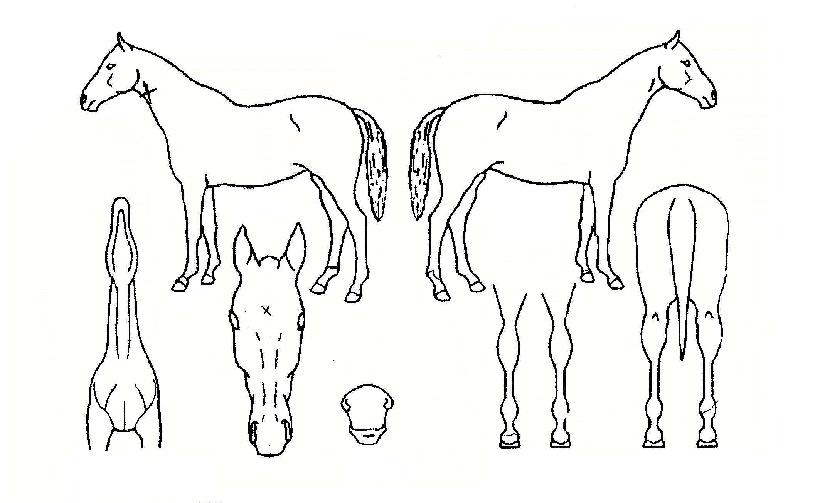 �ݵ��ǹ̷��� ����,���,�޸�,�λ�,�ٸ��� Ư¡����