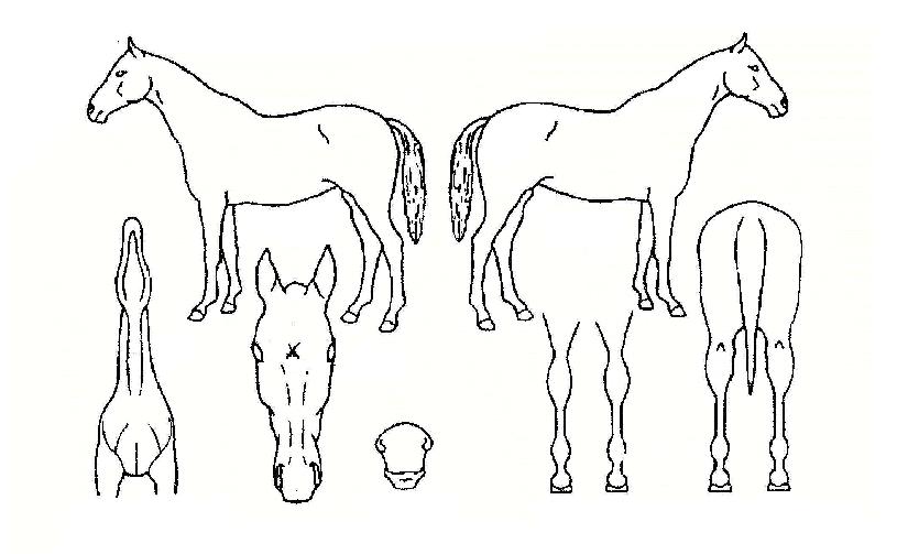 Å׸¶ÃÊÀ̽ºÀÇ Ãø¸é,¿ì¸é,µÞ¸é,µÎ»ó,´Ù¸®ÀÇ Æ¯Â¡µµÇØ