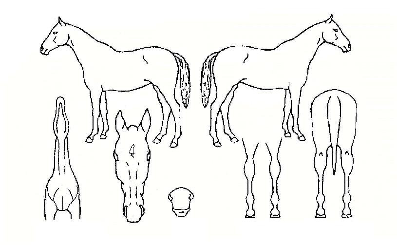 ÆÄÀÌÆÃº¸ÀÌÀÇ Ãø¸é,¿ì¸é,µÞ¸é,µÎ»ó,´Ù¸®ÀÇ Æ¯Â¡µµÇØ