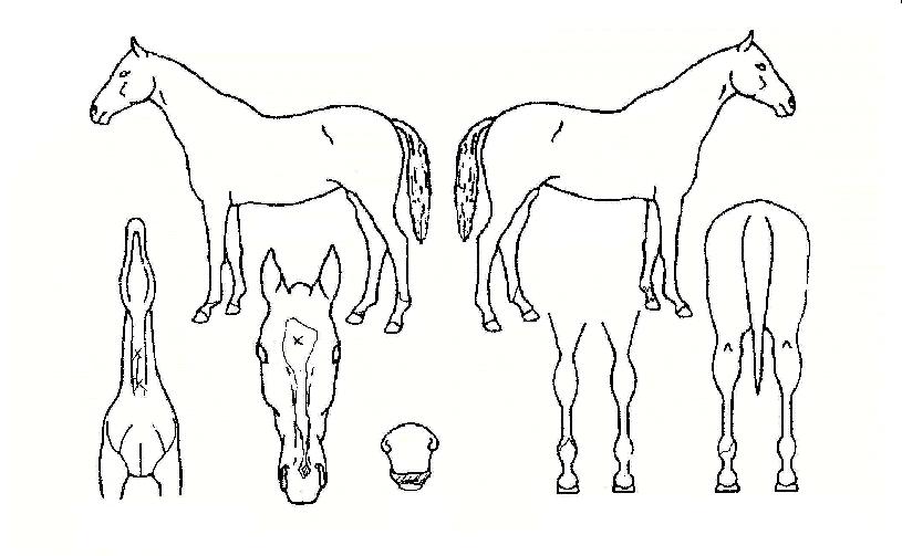 �Ѷ��½�� ����,���,�޸�,�λ�,�ٸ��� Ư¡����