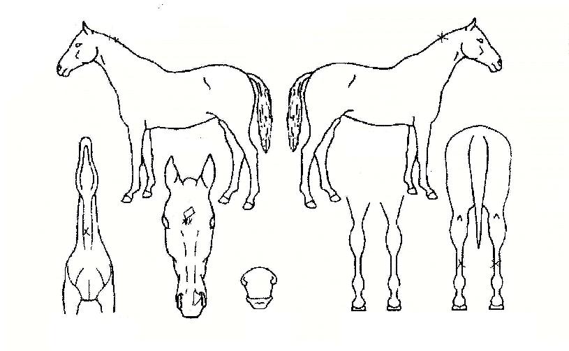 ���������� ����,���,�޸�,�λ�,�ٸ��� Ư¡����