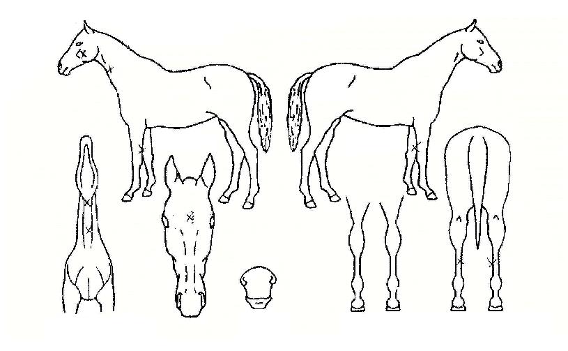 ¿¡À̽º¿µ¿õÀÇ Ãø¸é,¿ì¸é,µÞ¸é,µÎ»ó,´Ù¸®ÀÇ Æ¯Â¡µµÇØ