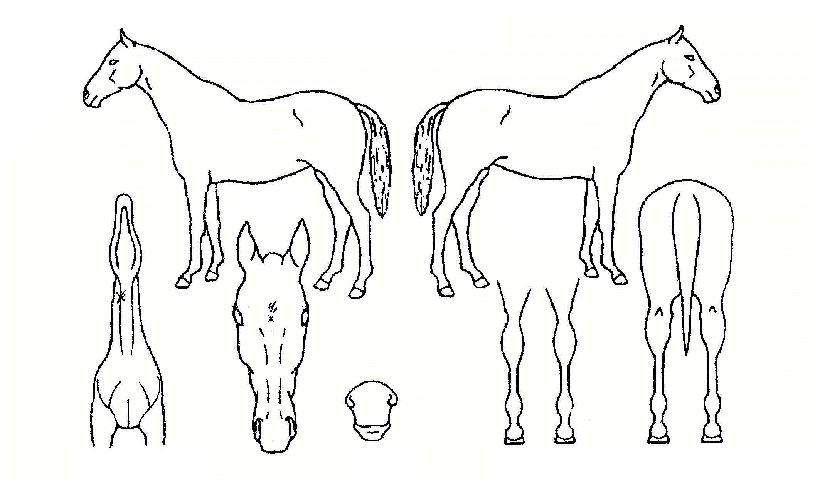 ����¾��� ����,���,�޸�,�λ�,�ٸ��� Ư¡����