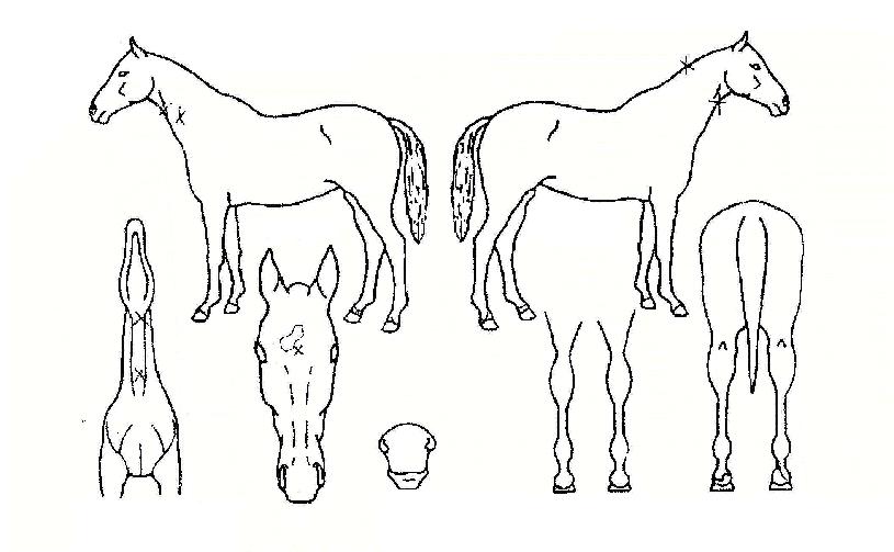 ���������� ����,���,�޸�,�λ�,�ٸ��� Ư¡����