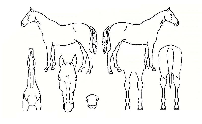 ������������ ����,���,�޸�,�λ�,�ٸ��� Ư¡����