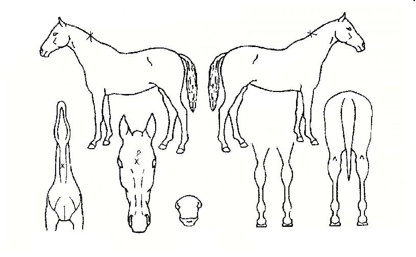 ������� ����,���,�޸�,�λ�,�ٸ��� Ư¡����