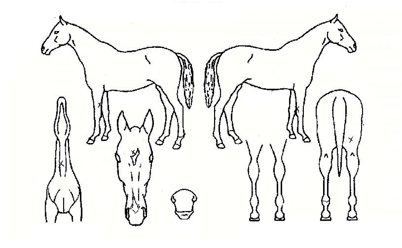 ��������� ����,���,�޸�,�λ�,�ٸ��� Ư¡����