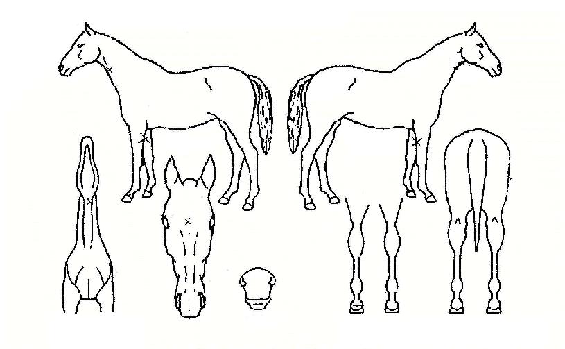 ¹ÌÁīÀÌ¿öÄ¿ÀÚ¸¶ÀÇ Ãø¸é,¿ì¸é,µÞ¸é,µÎ»ó,´Ù¸®ÀÇ Æ¯Â¡µµÇØ