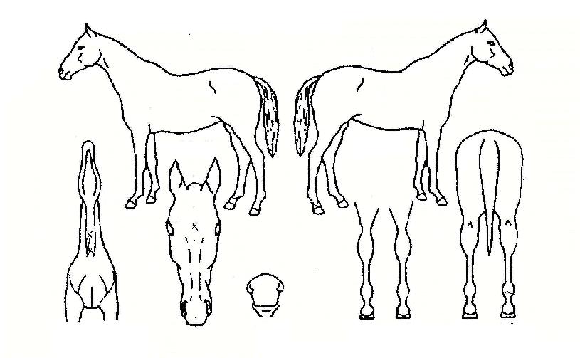 ±ÝÁ¦ºñÀÇ Ãø¸é,¿ì¸é,µÞ¸é,µÎ»ó,´Ù¸®ÀÇ Æ¯Â¡µµÇØ