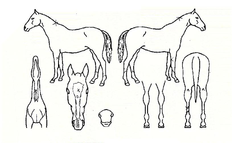 ũ����÷����� ����,���,�޸�,�λ�,�ٸ��� Ư¡����