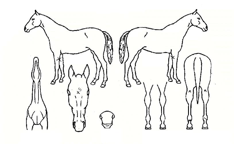 ����������� ����,���,�޸�,�λ�,�ٸ��� Ư¡����