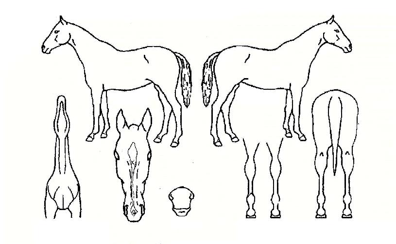 �ÿ��������� ����,���,�޸�,�λ�,�ٸ��� Ư¡����