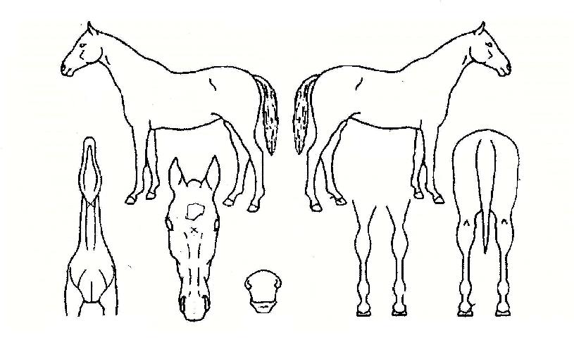 �������� ����,���,�޸�,�λ�,�ٸ��� Ư¡����