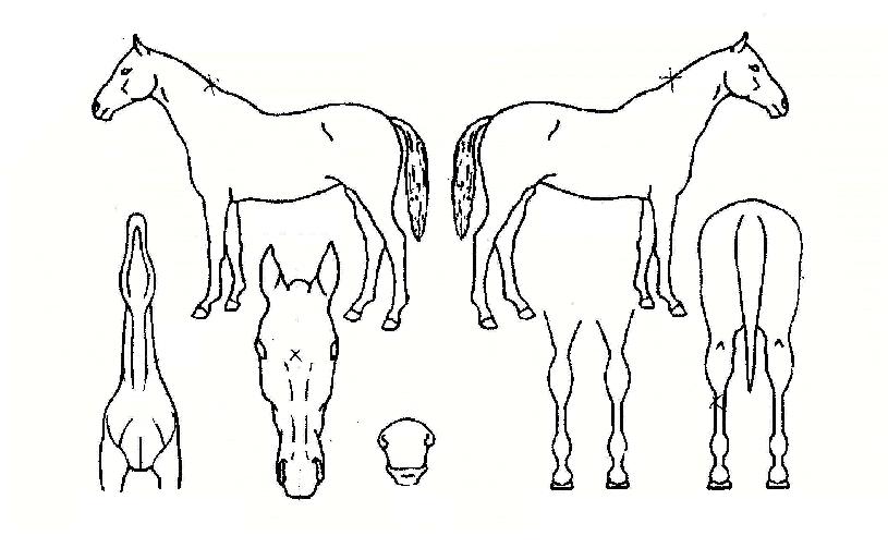 ´ëÁöµ¹Ç³ÀÇ Ãø¸é,¿ì¸é,µÞ¸é,µÎ»ó,´Ù¸®ÀÇ Æ¯Â¡µµÇØ