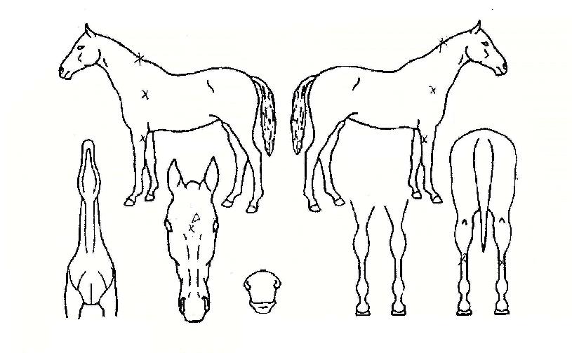 ÃÊÄÚ¸´´ÙÀ̾ƸóµåÀÚ¸¶ÀÇ Ãø¸é,¿ì¸é,µÞ¸é,µÎ»ó,´Ù¸®ÀÇ Æ¯Â¡µµÇØ