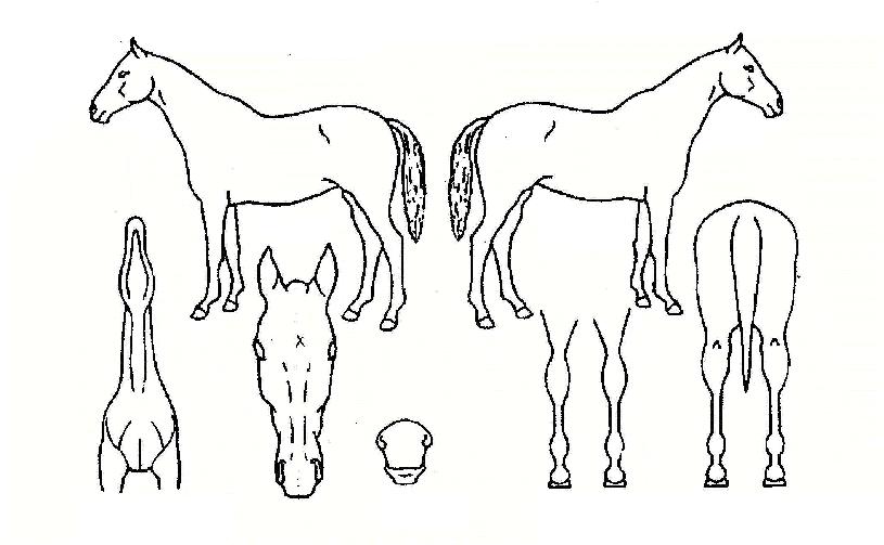 �����ö���� ����,���,�޸�,�λ�,�ٸ��� Ư¡����