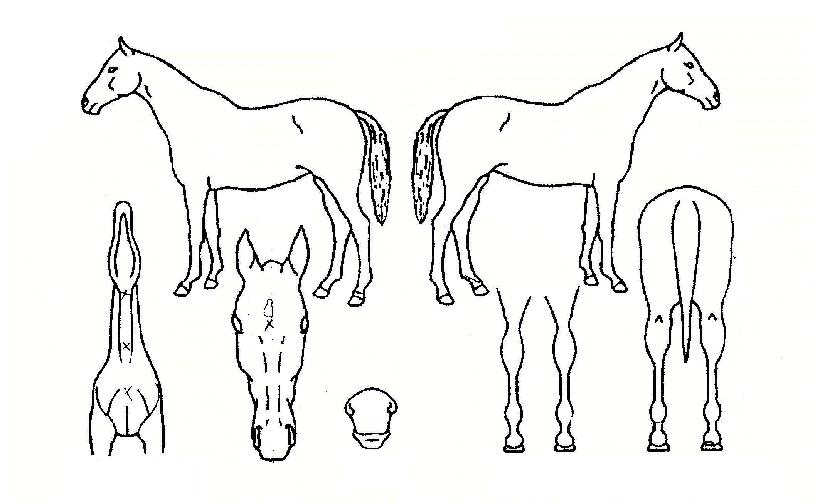 �������� ����,���,�޸�,�λ�,�ٸ��� Ư¡����