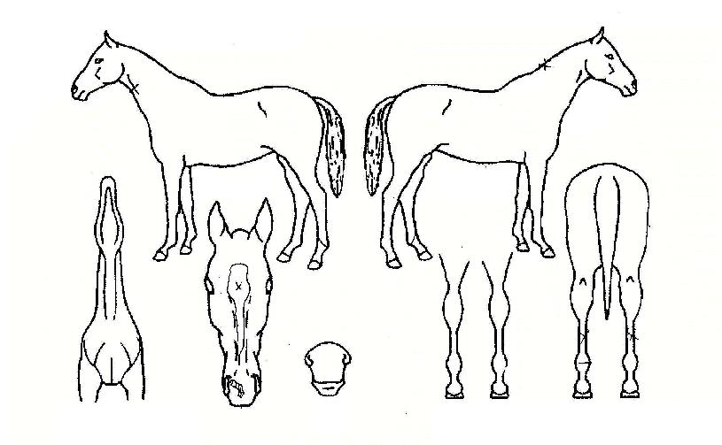 ���������� ����,���,�޸�,�λ�,�ٸ��� Ư¡����