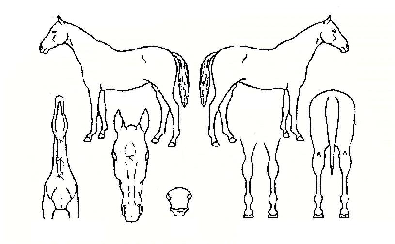 ³²µµÈ÷¾î·ÎÀÇ Ãø¸é,¿ì¸é,µÞ¸é,µÎ»ó,´Ù¸®ÀÇ Æ¯Â¡µµÇØ