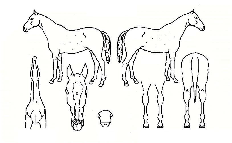 º»Åõ·±ÀÇ Ãø¸é,¿ì¸é,µÞ¸é,µÎ»ó,´Ù¸®ÀÇ Æ¯Â¡µµÇØ