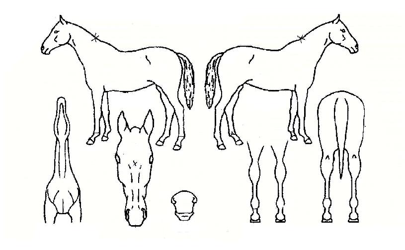 ���������� ����,���,�޸�,�λ�,�ٸ��� Ư¡����