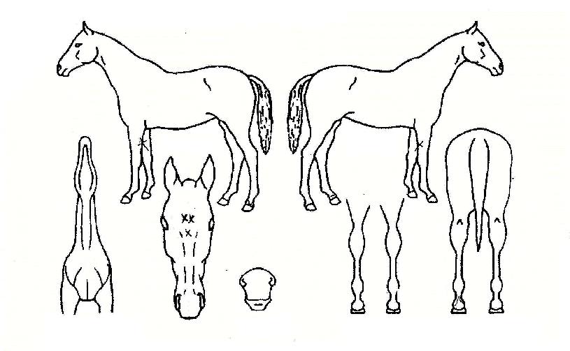 ´Üµ¶»ó½ÂÀÇ Ãø¸é,¿ì¸é,µÞ¸é,µÎ»ó,´Ù¸®ÀÇ Æ¯Â¡µµÇØ