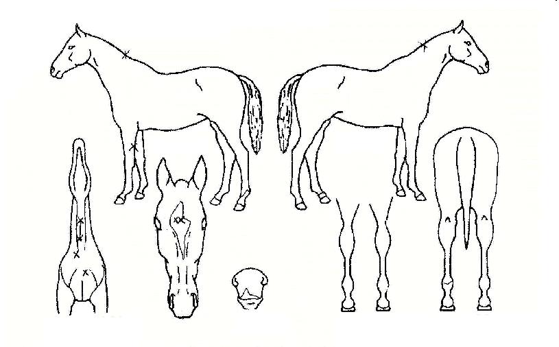 ���۷θ��� ����,���,�޸�,�λ�,�ٸ��� Ư¡����