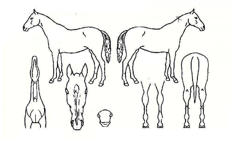 ±×·¹ÀÌÇǹöÀÇ Ãø¸é,¿ì¸é,µÞ¸é,µÎ»ó,´Ù¸®ÀÇ Æ¯Â¡µµÇØ