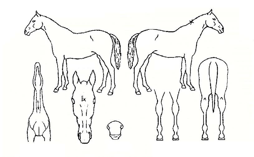 ������������ ����,���,�޸�,�λ�,�ٸ��� Ư¡����