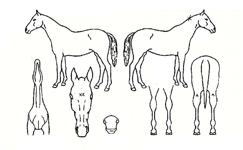 ÅÊ°í½ºÅÜÀÇ Ãø¸é,¿ì¸é,µÞ¸é,µÎ»ó,´Ù¸®ÀÇ Æ¯Â¡µµÇØ