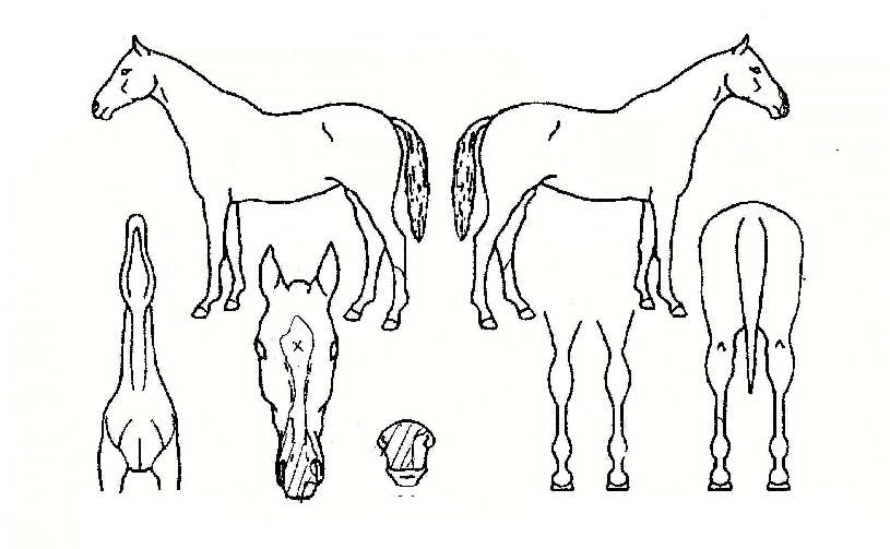 ±¤Ç³³ëµµÀÇ Ãø¸é,¿ì¸é,µÞ¸é,µÎ»ó,´Ù¸®ÀÇ Æ¯Â¡µµÇØ