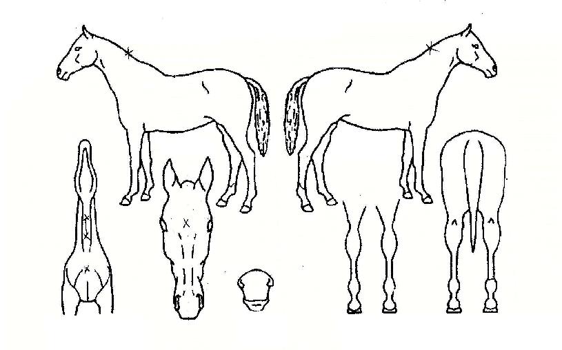 ���������� ����,���,�޸�,�λ�,�ٸ��� Ư¡����