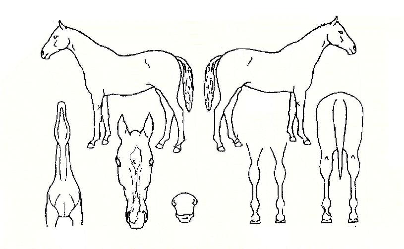 ����� ����,���,�޸�,�λ�,�ٸ��� Ư¡����