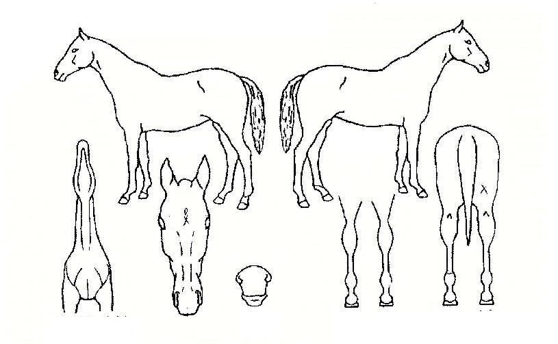 �¾��ǿ����� ����,���,�޸�,�λ�,�ٸ��� Ư¡����