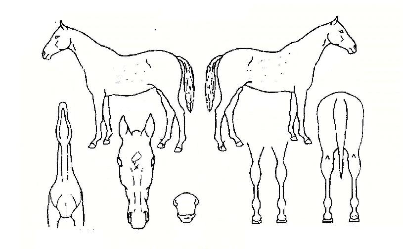 ¹Ì½ºÅ͸¶½ºÅÍÀÇ Ãø¸é,¿ì¸é,µÞ¸é,µÎ»ó,´Ù¸®ÀÇ Æ¯Â¡µµÇØ