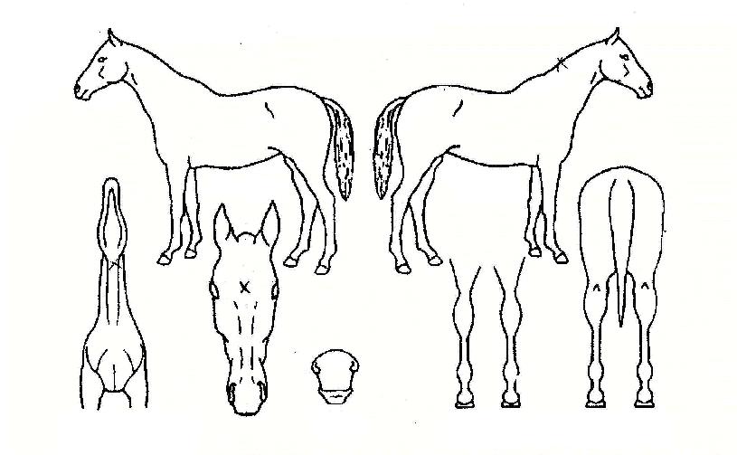 µà¾Ù¿£ÁøÀÇ Ãø¸é,¿ì¸é,µÞ¸é,µÎ»ó,´Ù¸®ÀÇ Æ¯Â¡µµÇØ