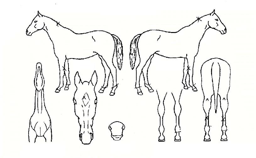 �䵵���� ����,���,�޸�,�λ�,�ٸ��� Ư¡����