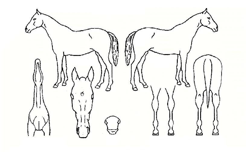 ���ο�ȣ���� ����,���,�޸�,�λ�,�ٸ��� Ư¡����